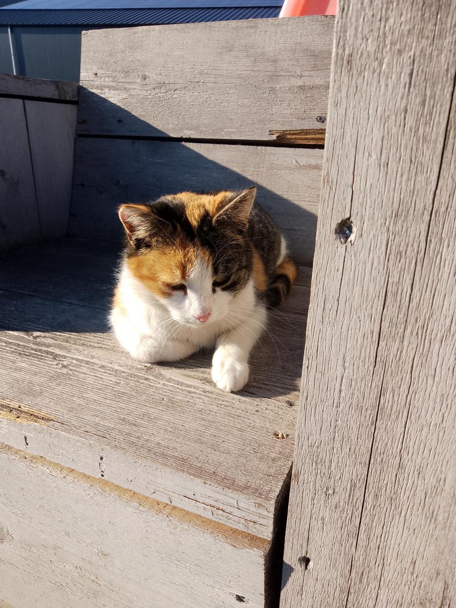 Ut Witte Huisje Venhorst Buitenkant foto